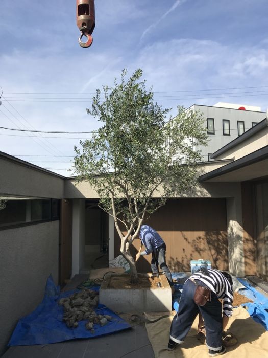 ニューオリーブ